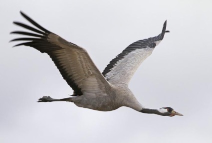Gray crane fotó, életmód jellemzői (daru) Gray crane fotó, életmód jellemzői