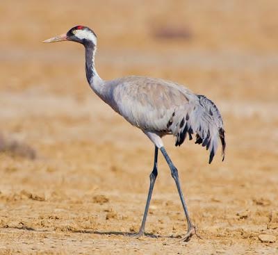 Gray crane fotó, életmód jellemzői