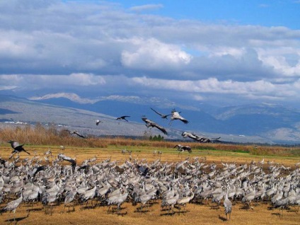 Gray crane fotó, életmód jellemzői (funkciók) Gray crane fotó, életmód jellemzői