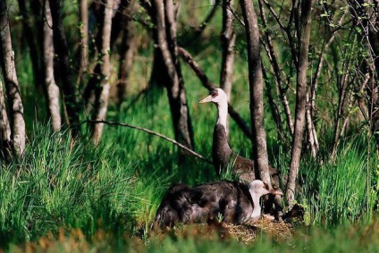 Gray crane fotó, életmód jellemzői