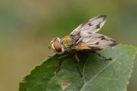 Goldeneye - egy életforma, a szaporodás, táplálkozás és használata rovar