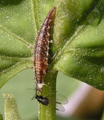 Goldeneye - egy életforma, a szaporodás, táplálkozás és használata rovar