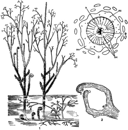 1. osztály - psilofitovidnye (psilophytopsida)