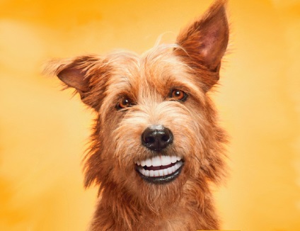 Fogászati ​​betegség a kutyák fogkő, fogszuvasodás, a fogágy, fogbélgyulladás, zoodom