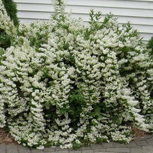 Dísznövény cserje Deutzia fotó, leírás változatok és fajták, különösen a termesztés és karbantartás (ok) Dísznövény cserje Deutzia fotó, leírás fajták és fajok, különösen a termesztés és gondozás