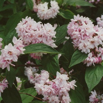 Dísznövény cserje Deutzia fotó, leírás változatok és fajták, különösen a termesztés és karbantartás (Deutzia) Dísznövény cserje Deutzia fotó, leírás fajták és fajok, különösen a termesztés és gondozás