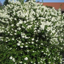 Dísznövény cserje Deutzia fotó, leírás változatok és fajták, különösen a termesztés és karbantartás (persely) Dísznövény cserje Deutzia fotó, leírás fajták és fajok, különösen a termesztés és gondozás