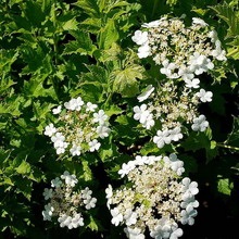 Dísznövény cserje Deutzia fotó, leírás változatok és fajták, különösen a termesztés és karbantartás (fajták) Dísznövény cserje Deutzia fotó, leírás fajták és fajok, különösen a termesztés és gondozás
