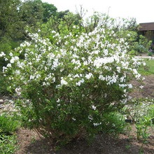 Dísznövény cserje Deutzia fotó, leírás változatok és fajták, különösen a termesztés és karbantartás (fajták) Dísznövény cserje Deutzia fotó, leírás fajták és fajok, különösen a termesztés és gondozás