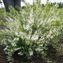 Dísznövény cserje Deutzia fotó, leírás változatok és fajták, különösen a termesztés és karbantartás (persely) Dísznövény cserje Deutzia fotó, leírás fajták és fajok, különösen a termesztés és gondozás