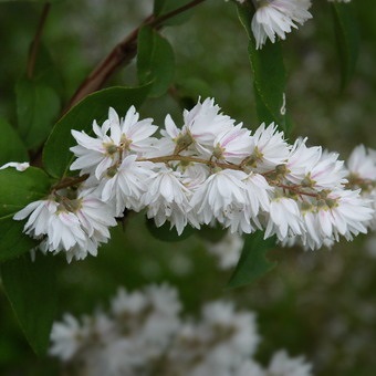 Dísznövény cserje Deutzia fotó, leírás változatok és fajták, különösen a termesztés és karbantartás (persely) Dísznövény cserje Deutzia fotó, leírás fajták és fajok, különösen a termesztés és gondozás