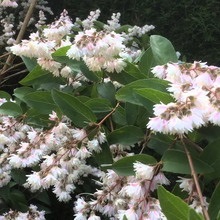 Dísznövény cserje Deutzia fotó, leírás változatok és fajták, különösen a termesztés és karbantartás (ok) Dísznövény cserje Deutzia fotó, leírás fajták és fajok, különösen a termesztés és gondozás