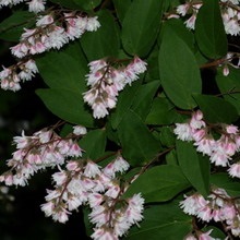 Dísznövény cserje Deutzia fotó, leírás változatok és fajták, különösen a termesztés és karbantartás (leírás) Dísznövény cserje Deutzia fotó, leírás fajták és fajok, különösen a termesztés és gondozás