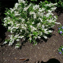 Dísznövény cserje Deutzia fotó, leírás változatok és fajták, különösen a termesztés és karbantartás (ok) Dísznövény cserje Deutzia fotó, leírás fajták és fajok, különösen a termesztés és gondozás