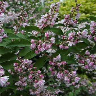 Dísznövény cserje Deutzia fotó, leírás változatok és fajták, különösen a termesztés és karbantartás (persely) Dísznövény cserje Deutzia fotó, leírás fajták és fajok, különösen a termesztés és gondozás
