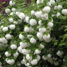 Dísznövény cserje Deutzia fotó, leírás változatok és fajták, különösen a termesztés és karbantartás (ok) Dísznövény cserje Deutzia fotó, leírás fajták és fajok, különösen a termesztés és gondozás
