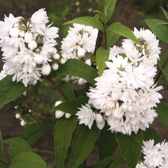 Dísznövény cserje Deutzia fotó, leírás változatok és fajták, különösen a termesztés és karbantartás (ok) Dísznövény cserje Deutzia fotó, leírás fajták és fajok, különösen a termesztés és gondozás