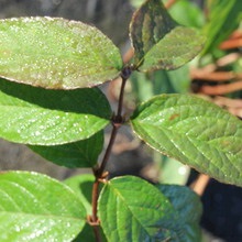 Dísznövény cserje Deutzia fotó, leírás változatok és fajták, különösen a termesztés és karbantartás (fajták) Dísznövény cserje Deutzia fotó, leírás fajták és fajok, különösen a termesztés és gondozás
