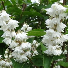 Dísznövény cserje Deutzia fotó, leírás változatok és fajták, különösen a termesztés és karbantartás (fotó) Dísznövény cserje Deutzia fotó, leírás fajták és fajok, különösen a termesztés és gondozás