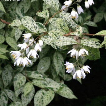 Dísznövény cserje Deutzia fotó, leírás változatok és fajták, különösen a termesztés és karbantartás (persely) Dísznövény cserje Deutzia fotó, leírás fajták és fajok, különösen a termesztés és gondozás