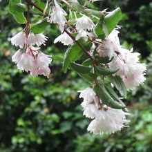Dísznövény cserje Deutzia fotó, leírás változatok és fajták, különösen a termesztés és karbantartás (fajták) Dísznövény cserje Deutzia fotó, leírás fajták és fajok, különösen a termesztés és gondozás