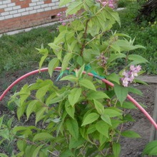 Dísznövény cserje Deutzia fotó, leírás fajták és fajok, különösen a termesztés és gondozás