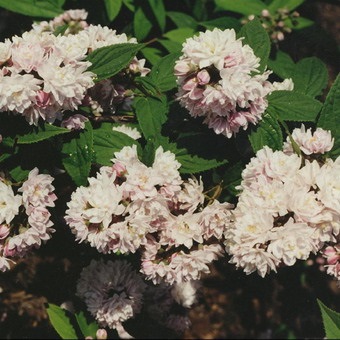 Dísznövény cserje Deutzia fotó, leírás változatok és fajták, különösen a termesztés és karbantartás (persely) Dísznövény cserje Deutzia fotó, leírás fajták és fajok, különösen a termesztés és gondozás