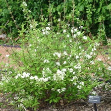 Dísznövény cserje Deutzia fotó, leírás fajták és fajok, különösen a termesztés és gondozás