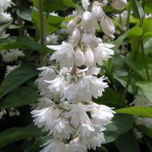 Dísznövény cserje Deutzia fotó, leírás változatok és fajták, különösen a termesztés és karbantartás (Deutzia) Dísznövény cserje Deutzia fotó, leírás fajták és fajok, különösen a termesztés és gondozás