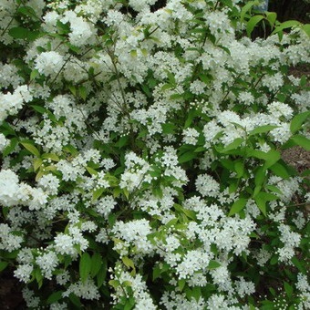 Dísznövény cserje Deutzia fotó, leírás változatok és fajták, különösen a termesztés és karbantartás (fajták) Dísznövény cserje Deutzia fotó, leírás fajták és fajok, különösen a termesztés és gondozás