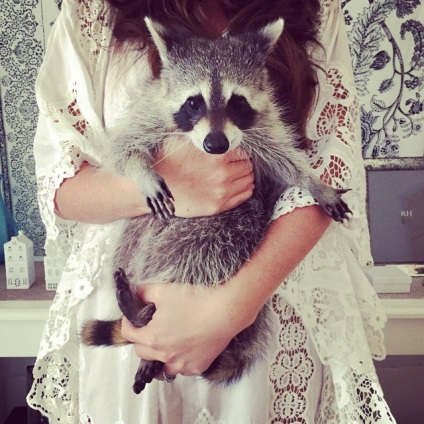 Raccoon Orphan, amely védett család kutyával, és most azt hiszi, hogy egy kutya is