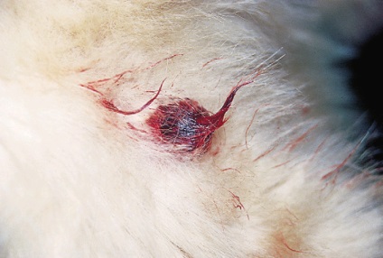 Az epidermális és follikuláris ciszták felvétel kutyák és macskák, az állatorvos