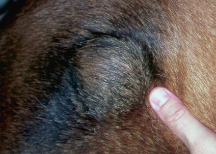 Az epidermális és follikuláris ciszták felvétel kutyák és macskák, az állatorvos