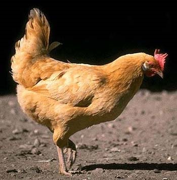 Ha a csirke sánta, kurosayt - Mezőgazdasági