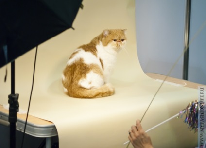 Fotós Cat - pokoli munka