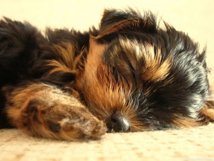 Photo mini Yorkshire terrier