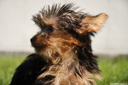 Photo mini Yorkshire terrier