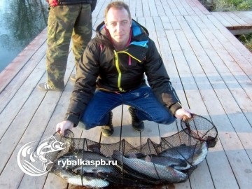 Hol és mit kell halászni pisztráng a leningrádi régióban mindenféle módon a halakra és a halászati ​​területek vizeken