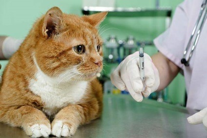 Gentamicin macskáknak a termék jellemzői, jelzések
