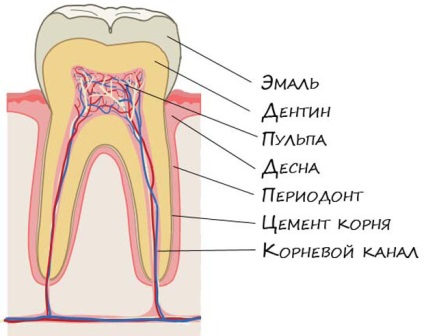 Tanulmányozzuk a szerkezet az emberi fogak