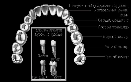 Tanulmányozzuk a szerkezet az emberi fogak