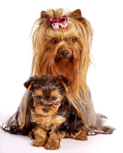 Yorkshire terrier - egy kis kutya