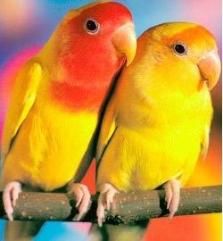 Hogyan kell tanítani a papagáj beszélni (talk), website tippeket!