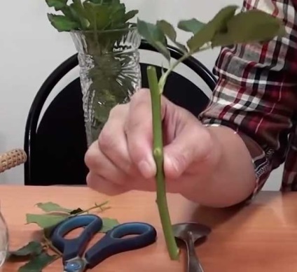 Hogyan ültessünk egy rózsát a csokrot otthon