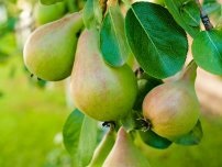 Hogyan vedd alma és körte, kertész (tanya)