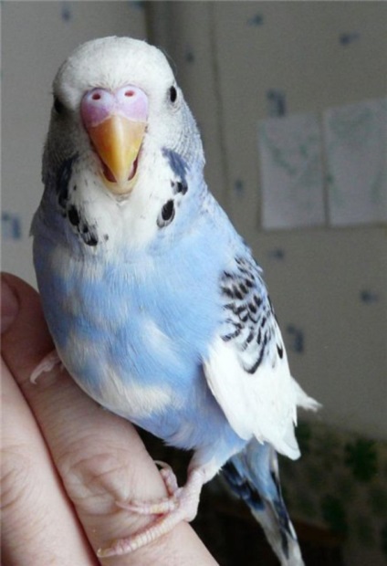 Ahogy lovebirds hozzászoktatni a kezét - két kézzel megfékezni tengelice - papagájok és kanárik (Lovebird) Hogyan tanítsuk a lovebirds a kezét -, hogyan kell megszelídíteni tengelice a kezét - papagájok és kanárik