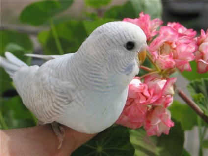 Hogyan tanítsuk a lovebirds a kezét -, hogyan kell megszelídíteni tengelice a kezét - papagájok és kanárik