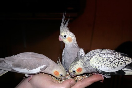Hogyan tanítsuk a lovebirds a kezét -, hogyan kell megszelídíteni tengelice a kezét - papagájok és kanárik