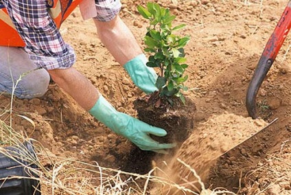 Hogyan fákat a homokban - a szabályok növekvő zöldségek, gyümölcsök és virágok a kertben, és dácsa