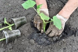 Hogyan növény benőtt uborka palántákat, és hogy tud-e csinálni